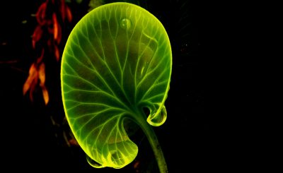 8 claves para reducir el riesgo de contraer una enfermedad renal
